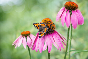 Wall Mural - Small tortoiseshell butterfly on purple coneflower flower