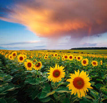 Wall Mural - Spectacular view with bright yellow sunflowers close-up at sunset.