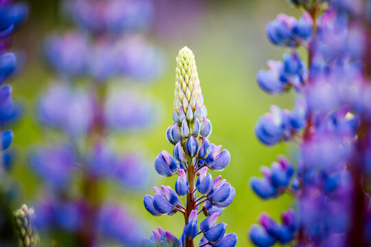 Wall Mural - Magical Lupinus polyphyllus flowers close-up.