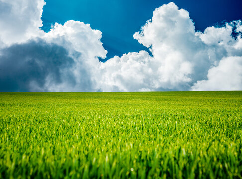 Wall Mural - Spectacular green field and perfect blue sky with clouds background.