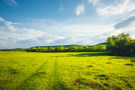 Wall Mural - Fantastic rural area with fresh green pasture and blue sky on a sunny day.