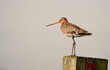 A male black-tailed godwit (Limosa limosa) standing on a wooden pole