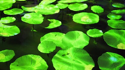 Poster - Lotus flowers. Abstract bokeh blur background for festive celebration concept. illumination