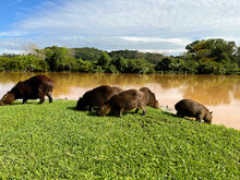 Capybaras Near The Lake In Teh Park