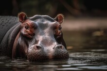 Hippopotamus Floating In The Water, Close Up Of The Eyes. Nature And Animals. Superior Photograph. Generative AI