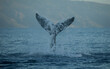 Whale Tail Splashing up into the Air