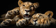 cute lion cubes playing. animal wildlife. digital art