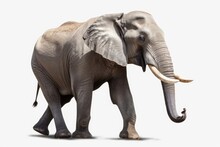 On A White Background, An Elephant Is Isolated. Mammoths Are Large Creatures. (Path Clipping). Generative AI