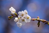 Fototapeta Kosmos - 桜の花