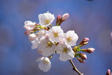 Fototapeta Kosmos - 桜の花