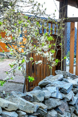 Admire the peach blossoms blooming in spring on area the high mountains in Hang Dong commune, Bac Yen district, Son La province, Vietnam. Next spring