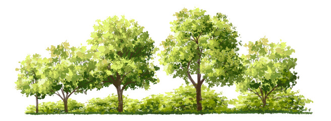 Vector watercolor of tree side view isolated on white background for landscape and architecture drawing, elements for environment and garden, painting botanical for exterior section 