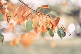 Fototapeta  - Selective focus on lime branches with yellow leaves, on a defocused forest background. Colors of autumn nature with space to copy. High quality photo
