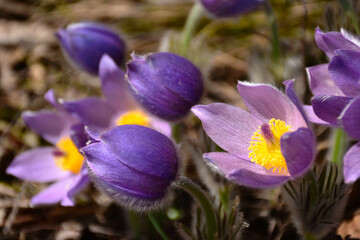 Wall Mural - blooming purple and yellow Pulsatilla Grandis. European flower blossoming in early spring. common name pasque flower. soft hairy stem. fragile violet petals. blurred background. selective focus