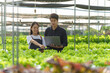 © NanSan - Using laptop pc, Young asian farmer in celery and green oak salad hydroponic farm, smart farmer, freelancer with smes concept.