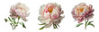 peonies isolated on a transparent background. Spring flowers for layouts, cards, mockups, invitation etc.