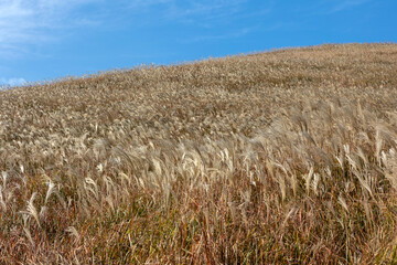 Wall Mural - Blue sky and reed hill