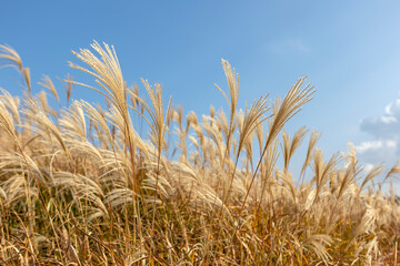 Wall Mural - Blue sky and reed landscape