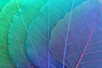 Colorful transparent and delicate skeleton leaves