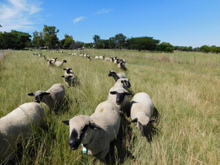 A flock of Hampshire Down Ewes sheep walking in two straight lines in a green grassland with rows of busy green trees on the horizon under a clear blue sky on a hot sunny day in South Africa