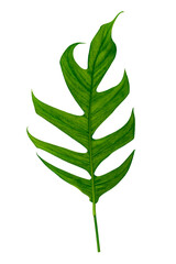 Wall Mural - Monstera leaves leaves with Isolate  Leaves on transparent background PNG file