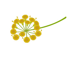 Wall Mural - Branch with dill flowers on a white background.