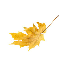 Falling Maple Leaf PNG, Yellow Maple Leaf Isolated