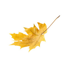 falling maple leaf png, yellow maple leaf isolated