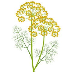 Wall Mural - Dill inflorescence with green leaves on a white background.