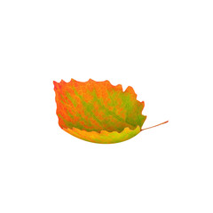 Wall Mural - Falling Leaf PNG, autumn leaf isolated on white background