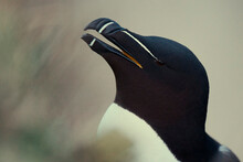 Razor Bill - Close Up Of Beak.