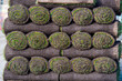 Pallet with rolls of sod turf grass. The rolled grass lawn is ready for laying by builders