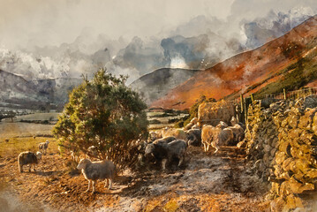 Canvas Print - Digital watercolour painting of Beautiful image of sheep feeding in early morning Winter sunrise golden hour light in Lake District in English countryside