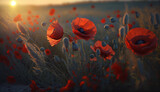 Fototapeta Maki - sunrise over a field of poppies