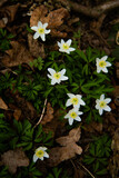 Fototapeta Dmuchawce - białe drobne kwiaty 