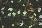 Fototapeta Dmuchawce - białe drobne kwiatki 