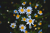 Fototapeta Dmuchawce - rumianek, kwiaty białe płatki i żółty środek, skierowane ku górze. 