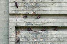 Sparrows On The Old Building Wall