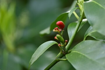 Wall Mural - Aucuba japonica.
Native to Japan, Aucubaceae evergreen Dioecious shrub. The flowering season is from March to May. The fruits ripen red in autumn.