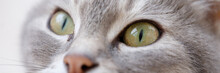 Beautiful Grey Cat Muzzle With Green Eyes
