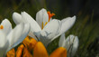 kwitnące białe krokusy w słońcu