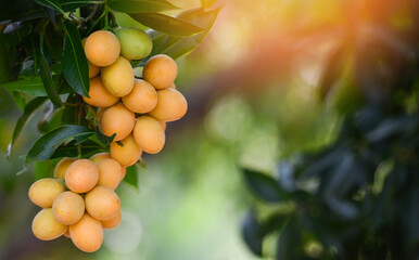 Wall Mural - Marian plum fruit in marian plum tree in the garden tropical fruit orchard, Name in Thailand Sweet Yellow Marian Plum Maprang Plango or Mayong chid