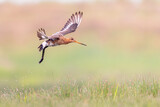 Fototapeta Tęcza - Black-tailed Godwit wader bird preparing for landing and calling
