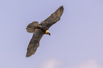 Canvas Print - Bearded vulture flying banking