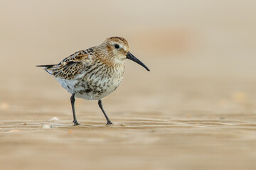 Poster - Dunlin wader bird on beach during migration