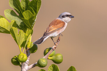 Poster - Red Backed Shrike perched on branch