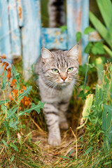 Wall Mural - A beautiful street cat walks outside in the summer passing through the fence