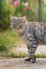 Wall Mural - Beautiful street cat walks outside in summer