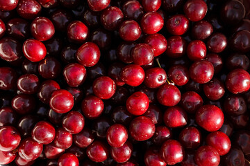 Wall Mural - Cherry close-up, lots of berries