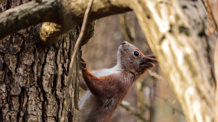 squirrel on a tree